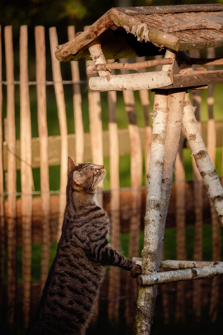 Kater am Vogelhaus